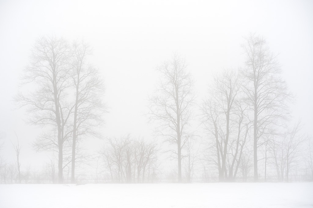 Trees