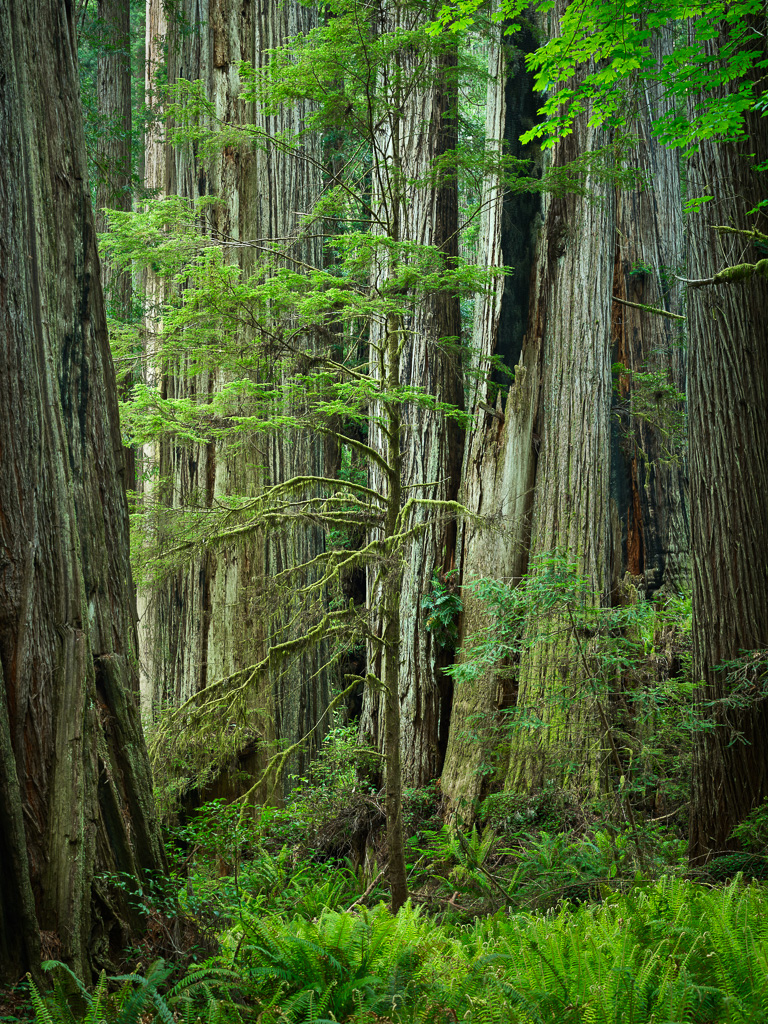 Trees