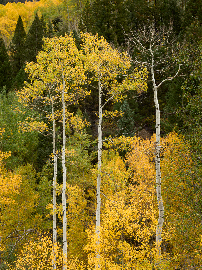 Trees